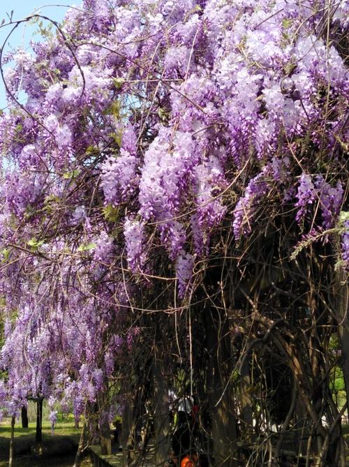 美丽的紫藤