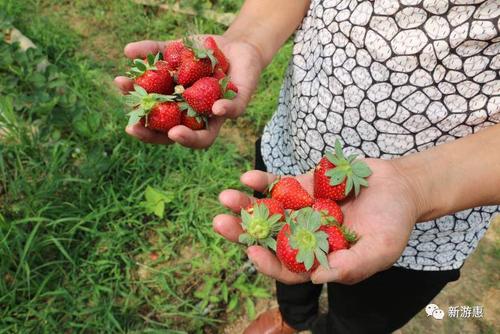 另一种端午节采摘草莓