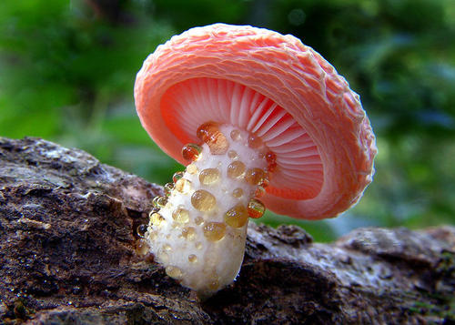 魔术蘑菇