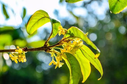 桂花开在校园里