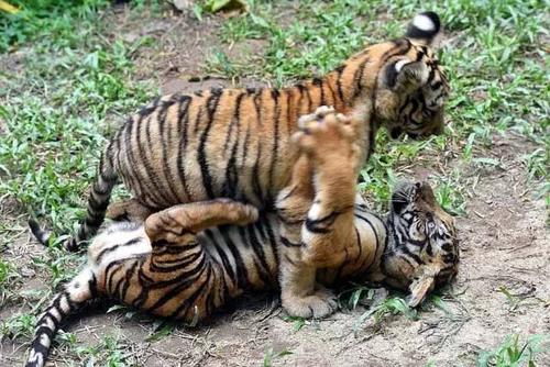 我妈妈是老虎