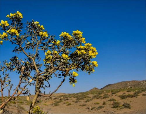 充满鲜花的戈壁沙漠