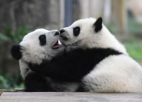 熊猫名片