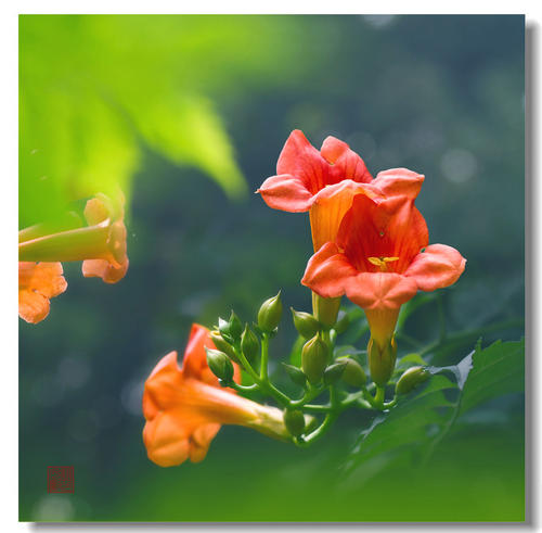 最美丽的花朵绽放着母亲的爱