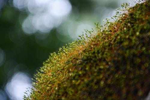 植物勇气