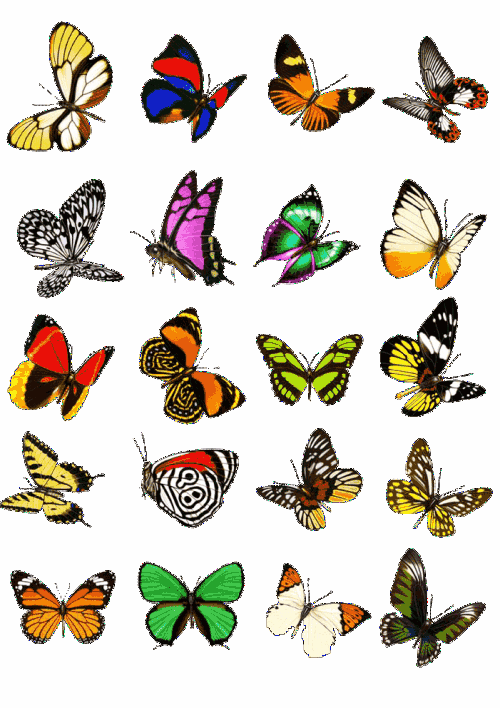 制作蝴蝶标本