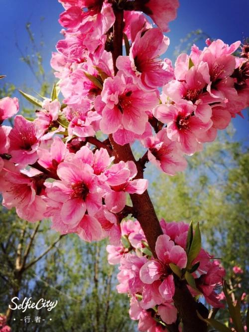 桃树的四个季节