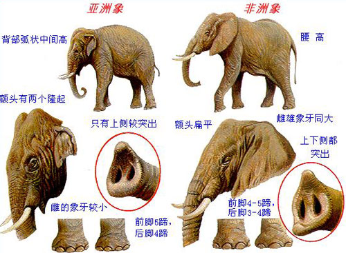 不同的“非洲大象”