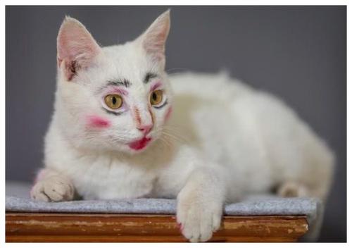 “化妆”猫