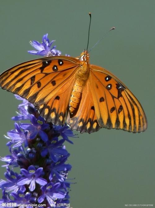 蝴蝶胜于美丽