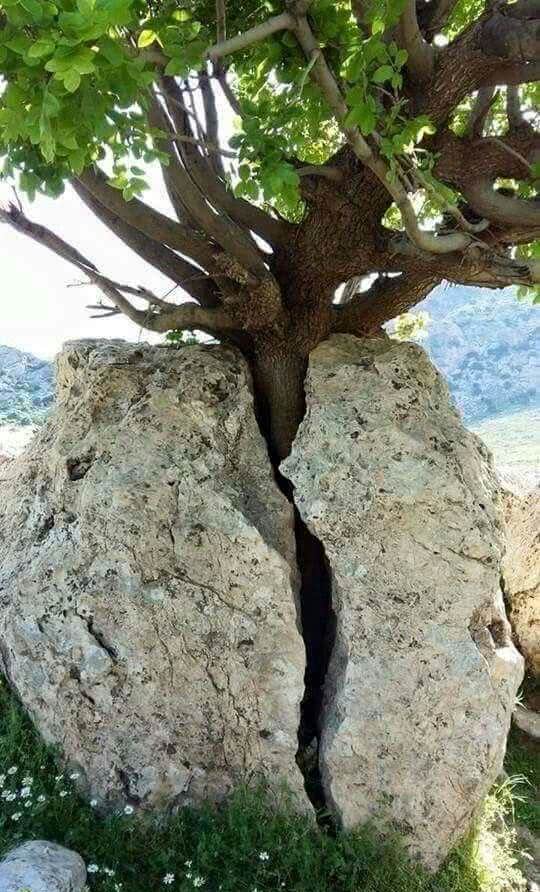 树的力量