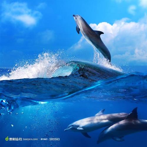 我最喜欢的动物海豚