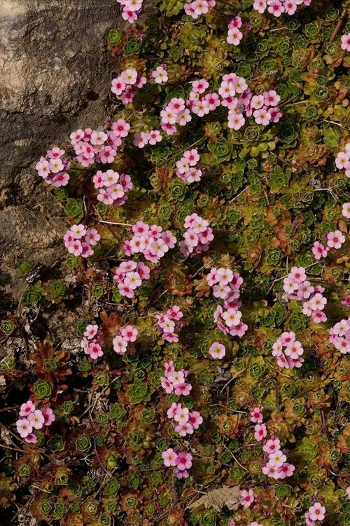 遇见苔藓花