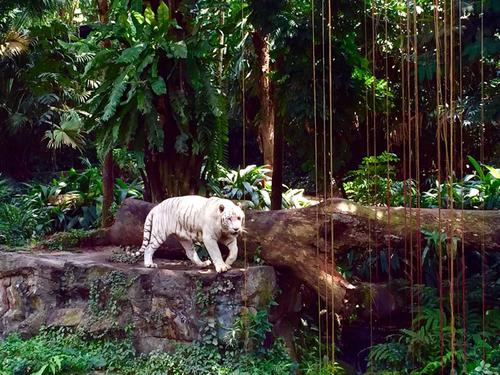 新加坡动物园旅行记录