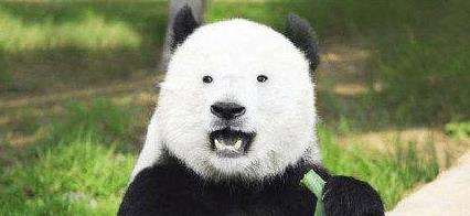 熊猫的黑眼圈消失了
