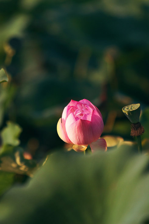 生活成花