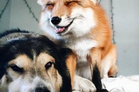 小狗和狐狸