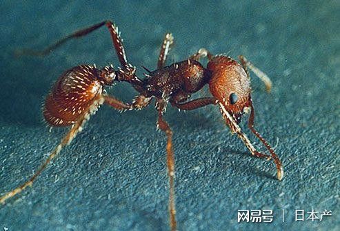 可怕的红火蚁