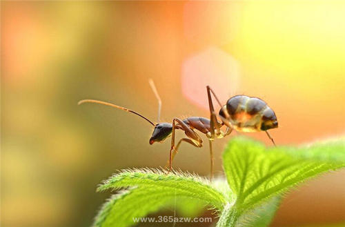 有爱的蚂蚁