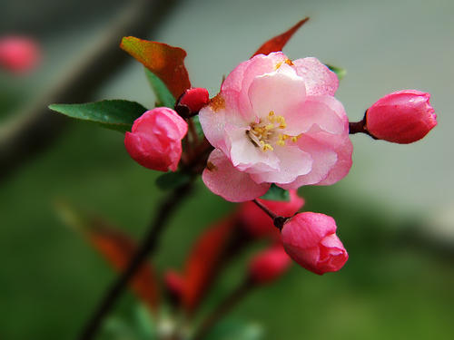 秋海棠花