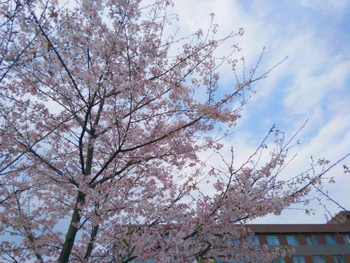 武汉大学的春景