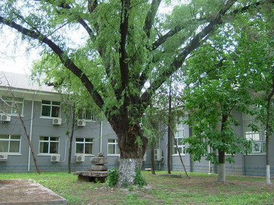 校园里的大柳树