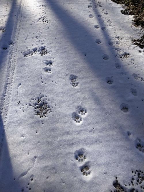 董爷爷的礼物雪