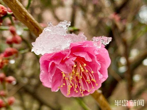 一朵小花在春天的雪中盛开