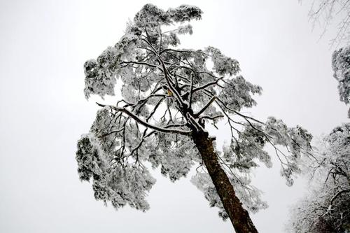 奥雪汉松