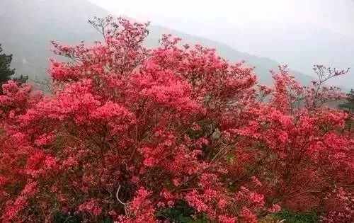 看，杜鹃花遍山