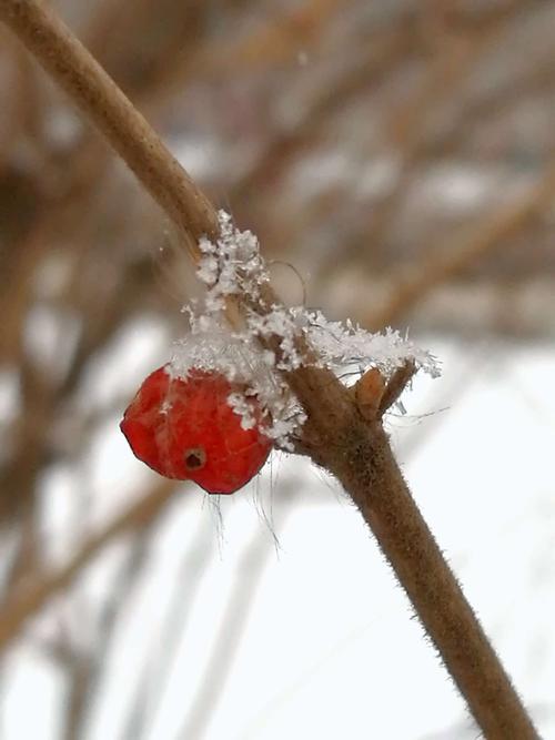 第一次与雪共舞