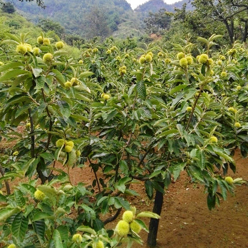 板栗树