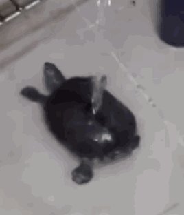 小乌龟“洗澡”