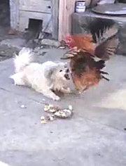 有趣的鸡和狗打架