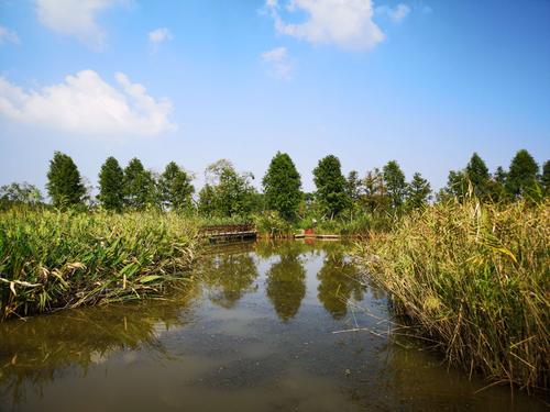 游览杭州湾湿地