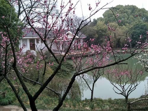 雨中的梅花花园