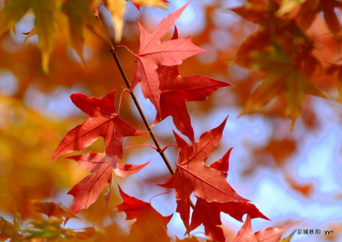 多彩的秋天韵