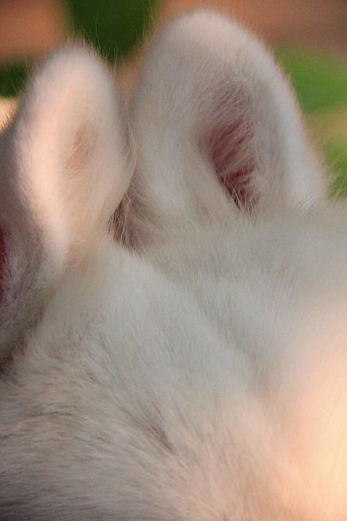 短耳兔子