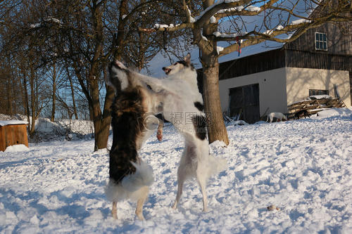 激烈的雪战