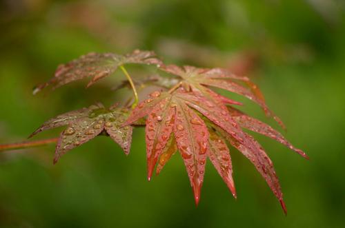 秋雨的颜色