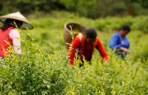 在像茶的日子里