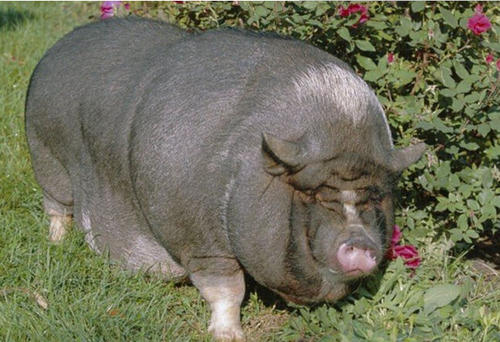 有趣的大肥猪