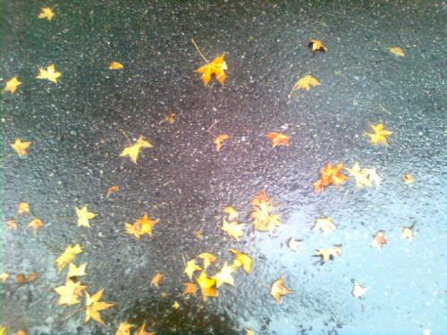 秋雨的魅力