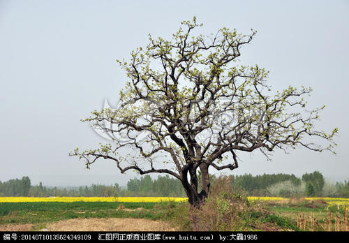 那棵不知​​名的树