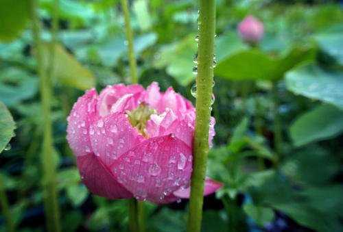 雨中之美