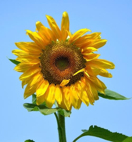 夏天的太阳花