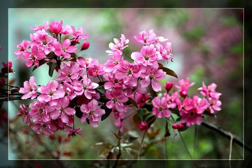 春里村外有几朵花