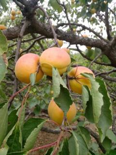 从果园里摘杏子