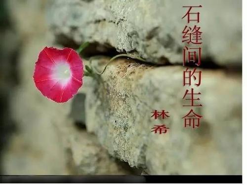 在石头上的小花