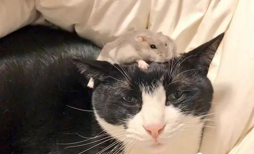 《猫与老鼠》真实版